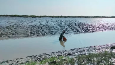 Climate disasters have forced fisherfolk in Pakistan to catch mud crabs which is a dangerous occupation. Photos Zuhaib Ahmed Pirzada