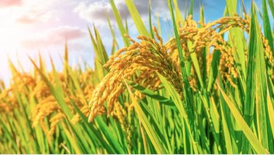 Chinese Agriculture Researchers Discover Key Gene, GY3, to Boost Rice Production