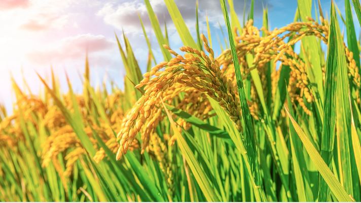 Chinese Agriculture Researchers Discover Key Gene, GY3, to Boost Rice Production