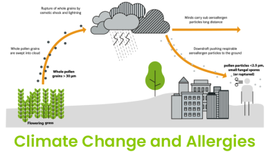 Climate Change and Allergies