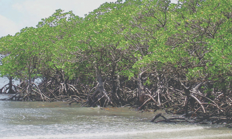 Karachi call for conserving mangroves to help mitigate worsening climate