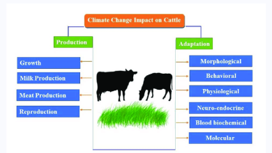 climate change effect on cattle