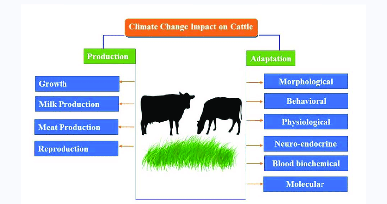 climate change effect on cattle