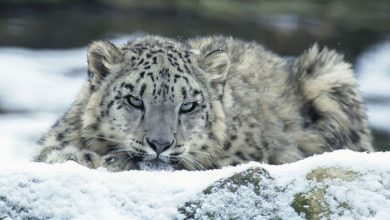 snow leopard