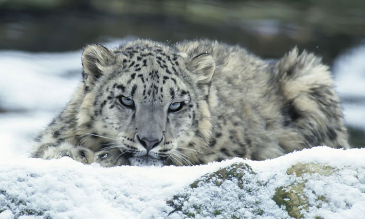 snow leopard