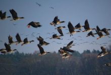 Pollution in Lahore banishes 170 bird species