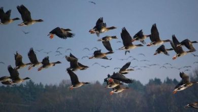 Pollution in Lahore banishes 170 bird species