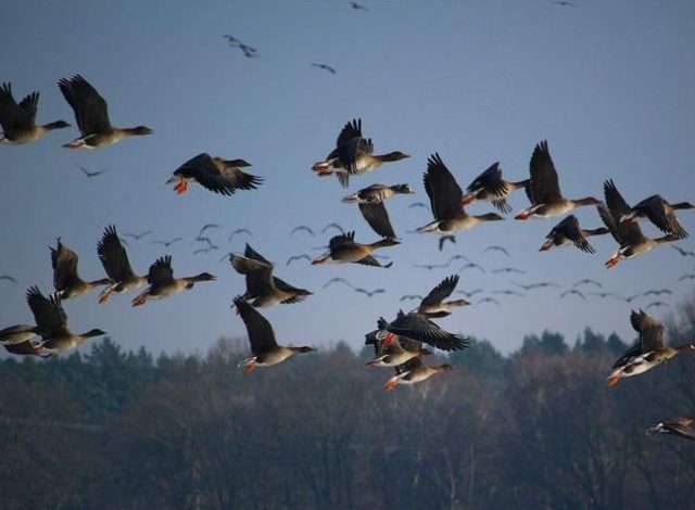 Pollution in Lahore banishes 170 bird species