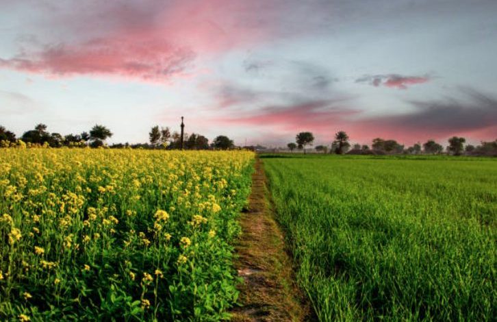 Rising temperatures affecting wheat fields in Pakistan