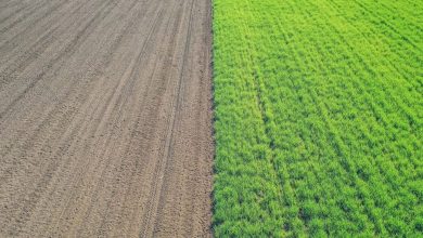 UK Soil Breakthrough Could Reduce Fertiliser Use and Boost Sustainable Farming