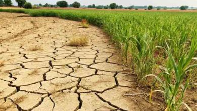 Pakistan’s Water Crisis: The Cost of Sugarcane and Rice