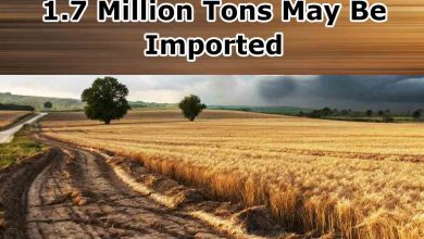 USDA Warns of Wheat Crisis in Pakistan: 1.7 Million Tons May Be Imported
