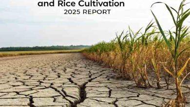 Pakistan’s Water Crisis: The Shocking Cost of Sugarcane and Rice Cultivation (2025 Report)