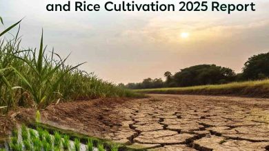 The Shocking Cost of Sugarcane and Rice Cultivation