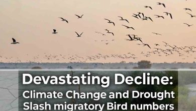 Devastating Decline: Climate Change and Drought Slash Migratory Bird Numbers in Sindh
