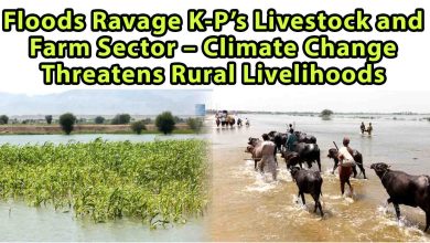 Floods Ravage K-P’s Livestock and Farm Sector – Climate Change Threatens Rural Livelihoods