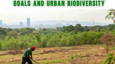 Mass Tree Felling in Islamabad: 7 Alarming Threats to Climate Goals and Urban Biodiversity