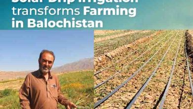 Turning Water Scarcity into Agricultural Opportunity: Solar Drip Irrigation Transforms Farming in Balochistan