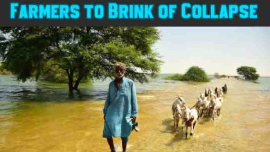 Heat, Floods Push Pakistan Farmers to Brink of Collapse