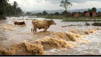 Shocking Climate Crisis in Pakistan: Rivers, Livestock and Crops Devastated by Extreme Changes