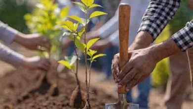 KP Govt to Plant One Million Saplings: Historic Pakistan Day Green Drive