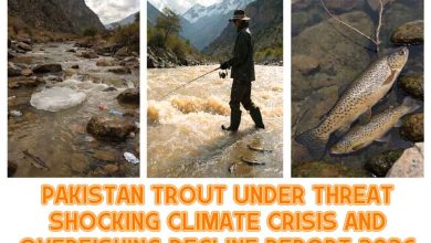 Pakistan Trout Under Threat: Shocking Climate Crisis and Overfishing Decline Report 2026 1 Pakistan Trout Under Threat: Shocking Climate Crisis and Overfishing Decline Report 2026