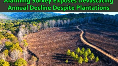 Pakistan Deforestation Forest Loss: Alarming Survey Exposes Devastating Annual Decline Despite Plantations 1 Pakistan Deforestation Forest Loss: Alarming Survey Exposes Devastating Annual Decline Despite Plantations