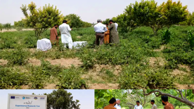 Ladybird Beetles Help Balochistan Farmers Fight Pests Naturally
