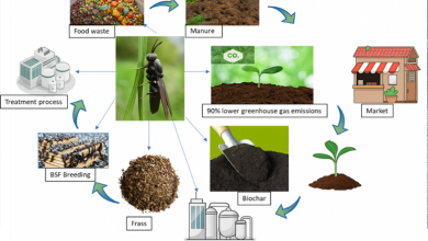 Black Soldier Flies Could Turn Solomon Islands' Waste into Feed 2 Black Soldier Flies Could Turn Solomon Islands' Waste into Feed
