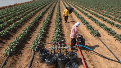 Pakistan Turns to Smarter Irrigation to Fight Water Scarcity