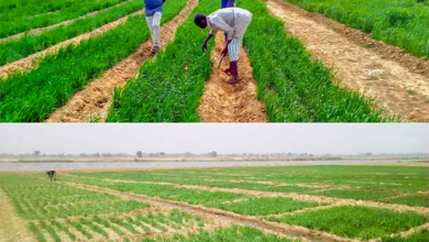 IWMI Research Flags Barriers to Irrigation Innovation in Nigeria and Calls for Water-Aware Planning in Sri Lanka 1 IWMI Research Flags Barriers to Irrigation Innovation in Nigeria and Calls for Water-Aware Planning in Sri Lanka